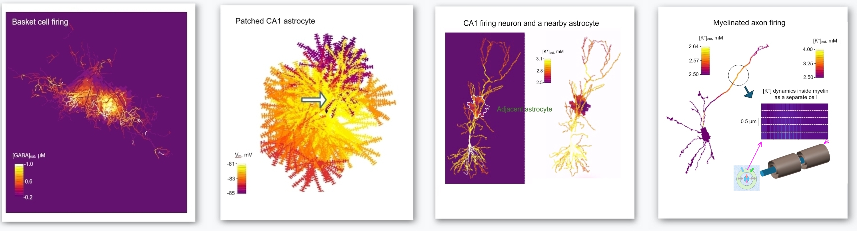 Detailed Visualization of Neurons
